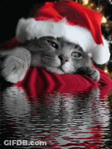 A Cat Wearing A Santa Hat Is Laying On A Red Blanket GIF