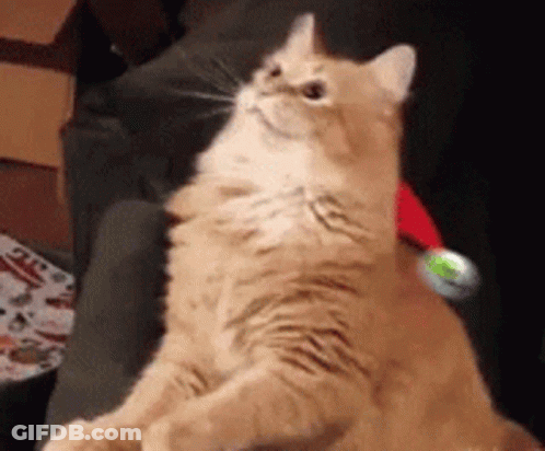 A Cat Wearing A Santa Hat Is Sitting On A Chair GIF