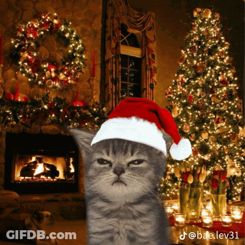 A Cat Wearing A Santa Hat Is Standing In Front Of A Christmas Tree GIF