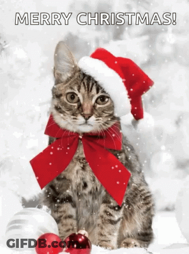 A Cat Wearing A Santa Hat With A Red Bow Around Its Neck . GIF