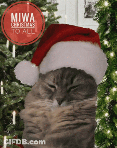 A Cat Wearing A Santa Hat With The Words Miwa Christmas To All GIF
