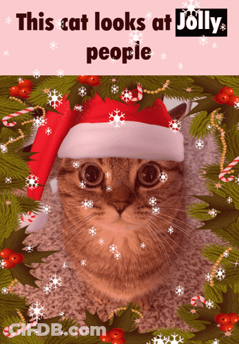 A Cat Wearing A Santa Hat With The Words This Cat Looks At Jolly People GIF