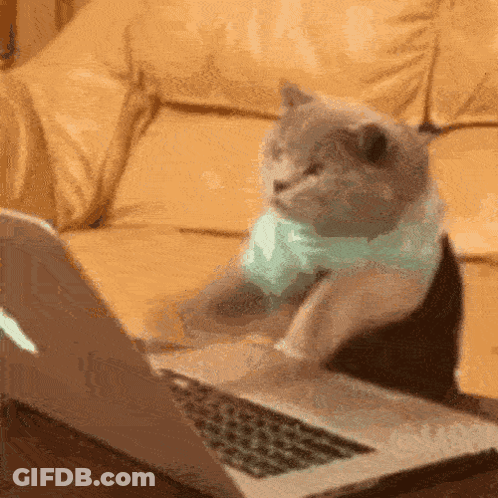 A Cat Wearing A Scarf Sits At A Laptop GIF