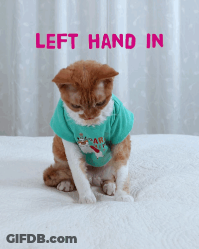 A Cat Wearing A Shirt That Says " Shake It All About " GIF