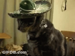 A Cat Wearing A Sombrero And A Collar Is Looking Down GIF