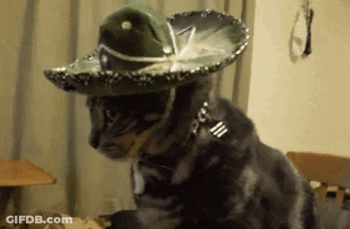 A Cat Wearing A Sombrero And A Collar Is Sitting On A Bed GIF
