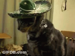 A Cat Wearing A Sombrero And A Collar Is Sitting On A Table . GIF