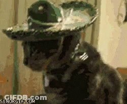 A Cat Wearing A Sombrero Is Looking At The Camera . GIF