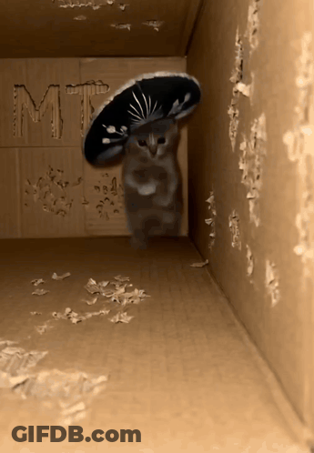 A Cat Wearing A Sombrero Stands In A Cardboard Box GIF
