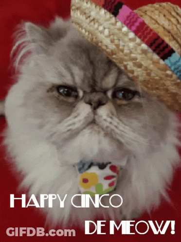 A Cat Wearing A Sombrero With The Words Happy Cinco De Meow Written Below It GIF