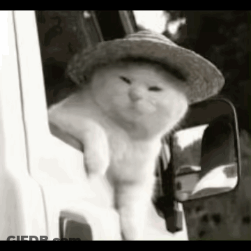 A Cat Wearing A Straw Hat Is Sticking Its Head Out Of The Window Of A Truck . GIF