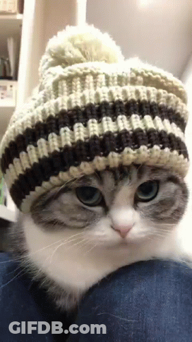 A Cat Wearing A Striped Knitted Hat Is Sitting On A Person 'S Lap . GIF