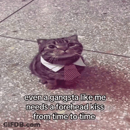 A Cat Wearing A Tie And A Collar Says Even A Gangsta Like Me Needs A Forhead Kiss From Time To Time GIF