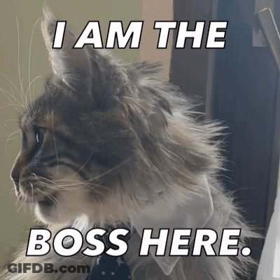 A Cat Wearing A Tie And Collar Says I Am The Boss Here GIF