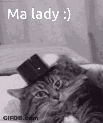 A Cat Wearing A Top Hat Is Laying On A Bed With The Words Ma Lady Below It GIF