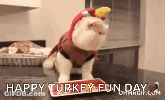 A Cat Wearing A Turkey Costume Is Standing On A Tray On A Counter . GIF