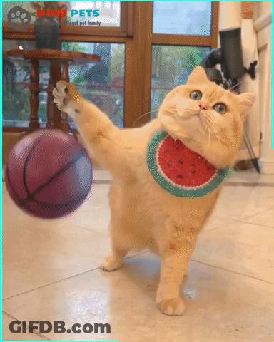 A Cat Wearing A Watermelon Scarf Is Playing With A Basketball GIF