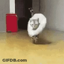 A Cat Wearing A White Collar Is Walking On A Yellow Floor GIF