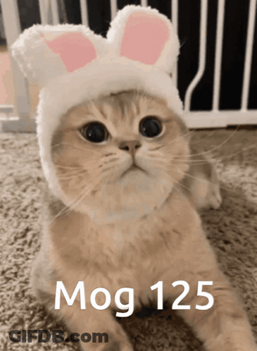 A Cat Wearing A White Hat With Pink Bunny Ears Says Mog 125 On The Bottom GIF