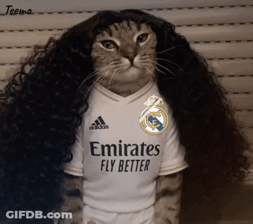 A Cat Wearing A Wig And An Emirates Fly Better Jersey GIF