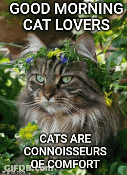 A Cat Wearing A Wreath Of Flowers On Its Head With The Caption Good Morning Cat Lovers Cats Are Connoisseurs Of Comfort GIF