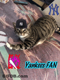 A Cat Wearing A Yankees Hat Is Laying On A Rug GIF