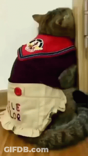 A Cat Wearing An Apron That Says " Le Lor " GIF