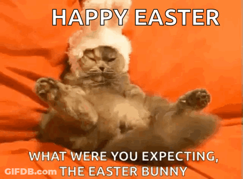A Cat Wearing An Easter Bunny Hat Is Laying On Its Back On An Orange Blanket GIF