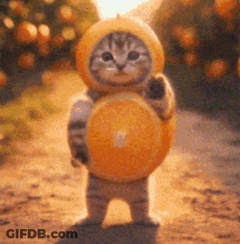 A Cat Wearing An Orange Hat Is Holding An Orange Slice . GIF