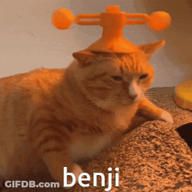 Cat Wearing Orange Hat With Benji Text GIF