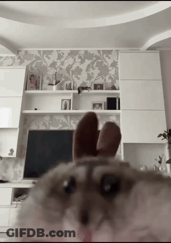 A Cat Wearing Bunny Ears Looks At The Camera In Front Of A Tv GIF