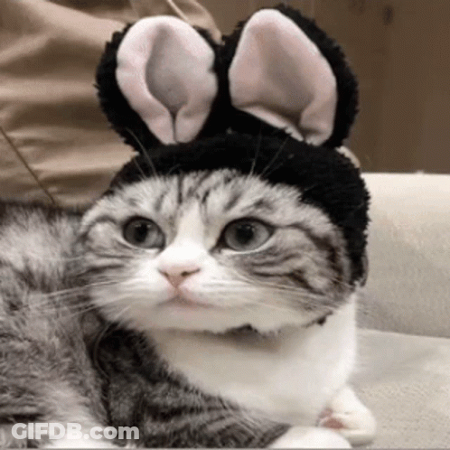 A Cat Wearing Bunny Ears On Its Head GIF
