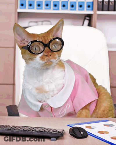 A Cat Wearing Glasses And A Pink Shirt With The Letter S On It GIF