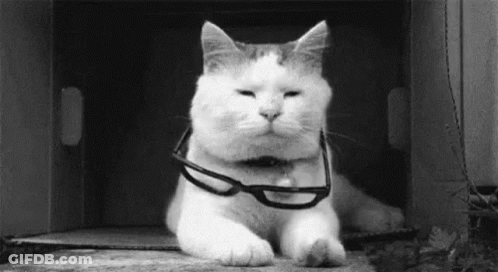 A Cat Wearing Glasses Is Laying Down In A Box . GIF
