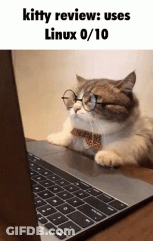 A Cat Wearing Glasses Is Looking At A Laptop Computer . GIF