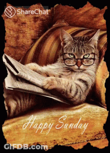 A Cat Wearing Glasses Sits On A Couch Reading A Newspaper With The Caption Happy Sunday GIF
