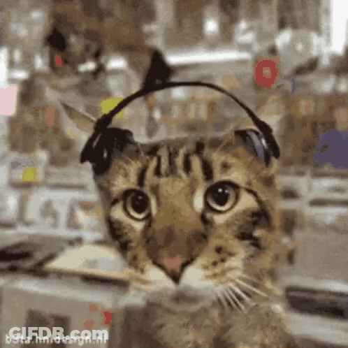 A Cat Wearing Headphones On Its Ears Looks At The Camera . GIF