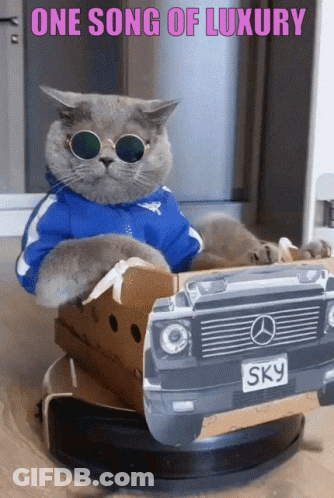 A Cat Wearing Sunglasses And A Blue Jacket Sits In A Cardboard Car With The Words One Song Of Luxury Written Above It GIF
