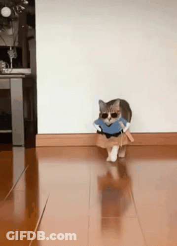 A Cat Wearing Sunglasses And A Blue Shirt Is Walking On A Hardwood Floor . GIF