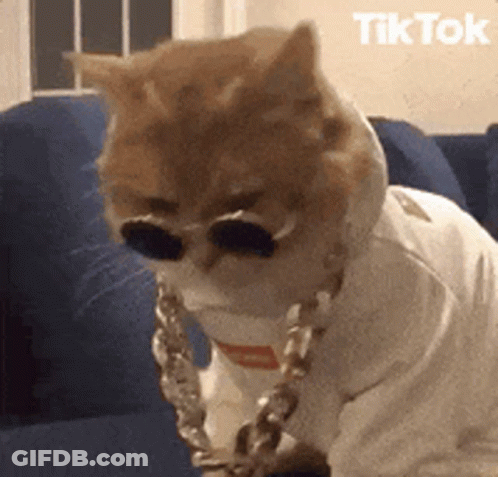 Cat Wearing Sunglasses And Chain Sitting On Blue Couch GIF