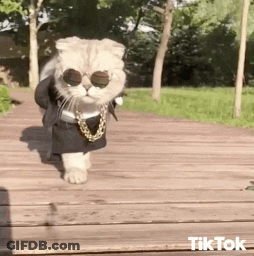 A Cat Wearing Sunglasses And A Chain Is Walking On A Wooden Floor . GIF