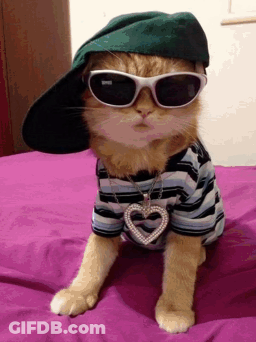 A Cat Wearing Sunglasses And A Hat With A Heart Pendant GIF