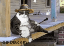 Cat With Sunglasses And Straw Hat Playing Banjo GIF