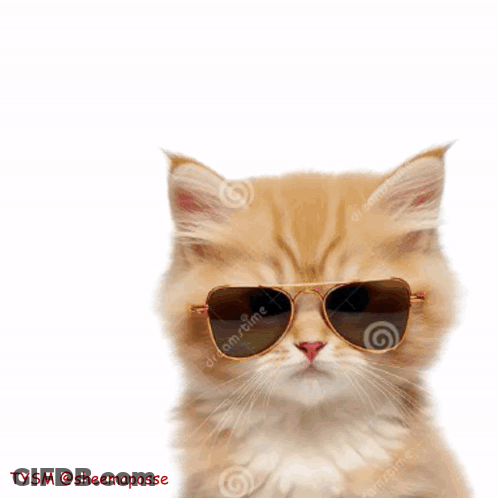A Cat Wearing Sunglasses Has The Word Allmy Written Above It GIF