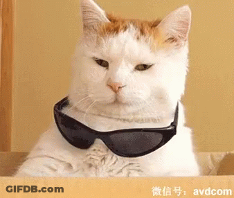 A Cat Wearing Sunglasses Is Sitting In A Box With Avdcom Written Below It GIF