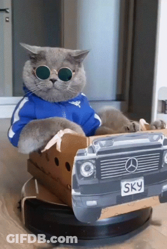 A Cat Wearing Sunglasses Is Sitting In A Cardboard Box That Looks Like A Mercedes Car GIF