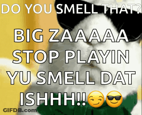 A Cat Wearing Sunglasses Says Do You Smell That Bigzaaa Stop Playin Yu Smell Dat Ishhhh GIF