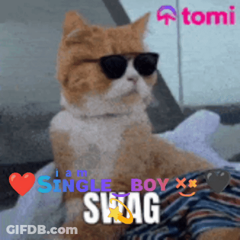 A Cat Wearing Sunglasses Says I Am Single Boy X GIF