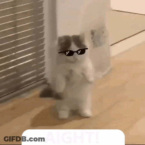 A Cat Wearing Sunglasses Stands On Its Hind Legs In Front Of A Sign That Says Aight GIF