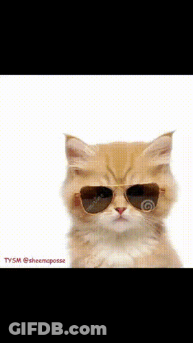 A Cat Wearing Sunglasses With A Drawing Of The Letter A On The Bottom GIF